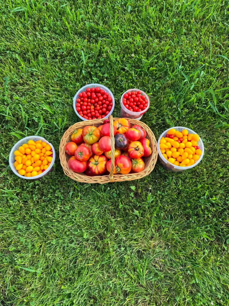 imagini din grădina lui Emil Boc (2)