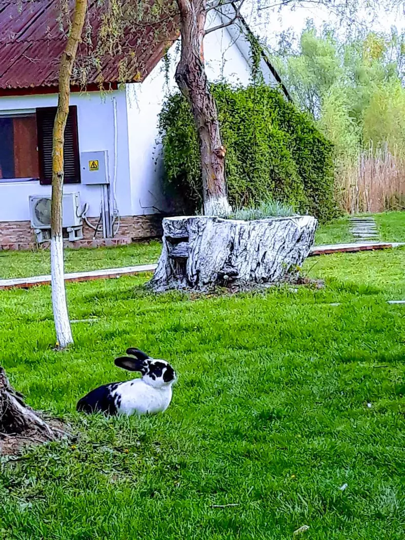 Insula privata si resort Delta Dunarii 06 foto Sothebys Romania
