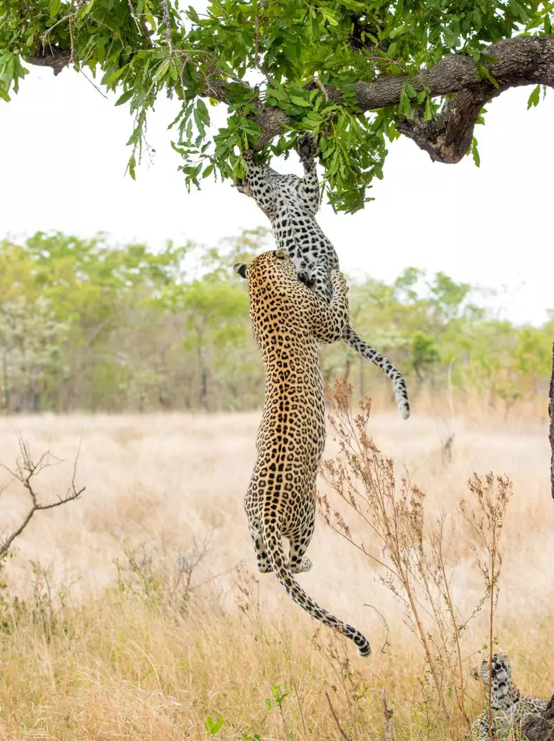 leopard_northfoto_5.jpg