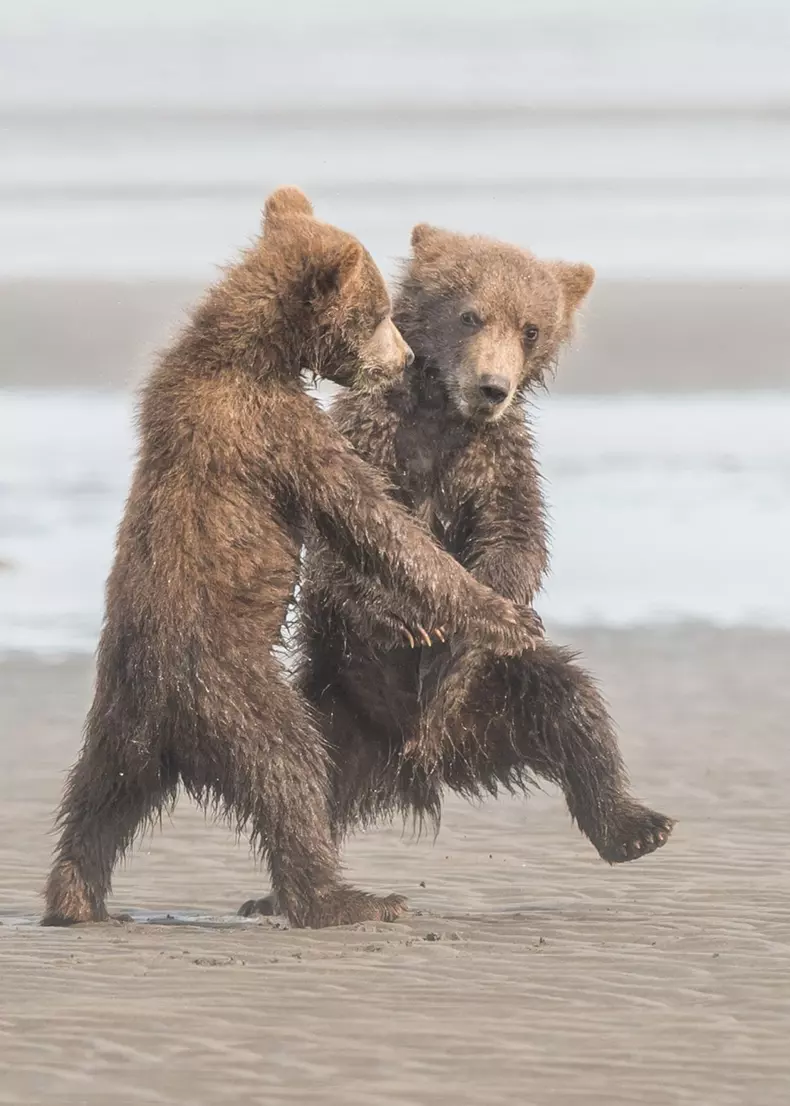 Cele mai amuzante fotografii cu animale din 2018