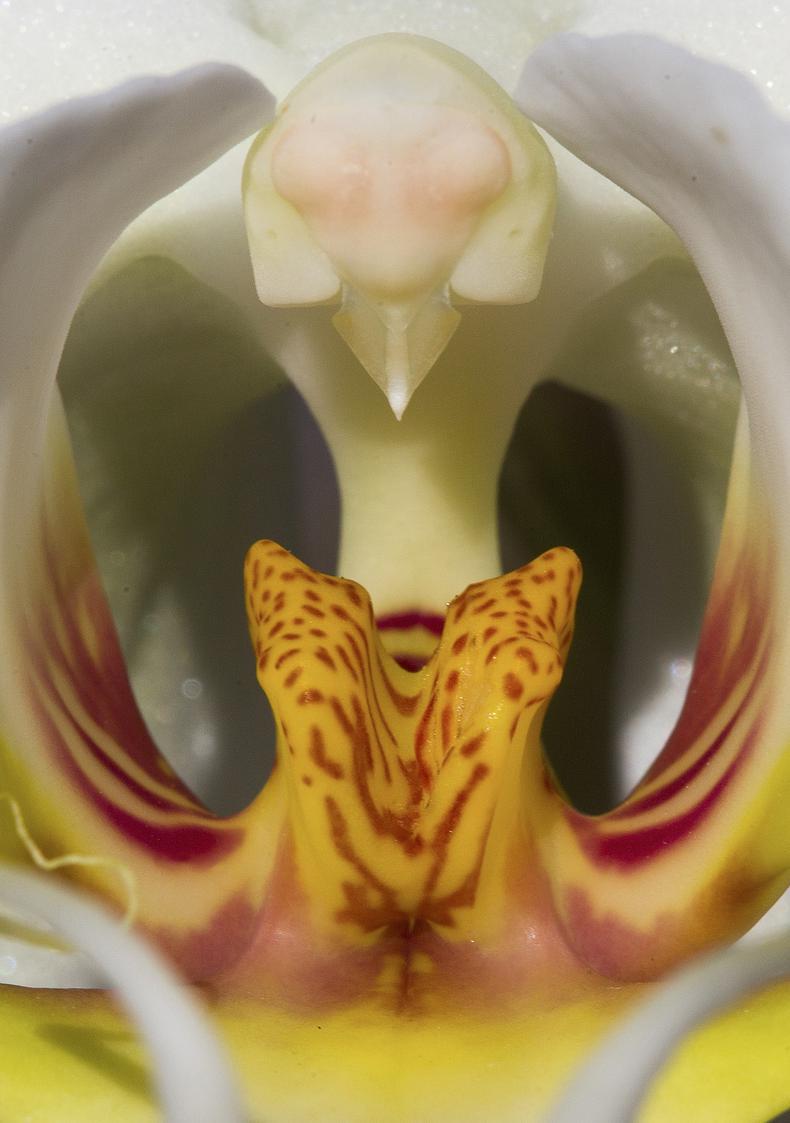 orhidee-perversa-3.JPG