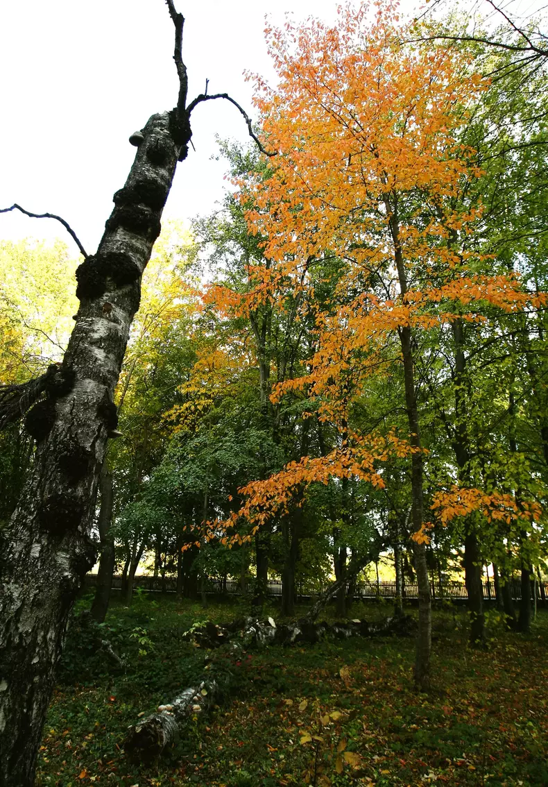 tărâmul de poezie al lui Mihai Eminescu - Codrii de aramă și Pădurea de argint (13)