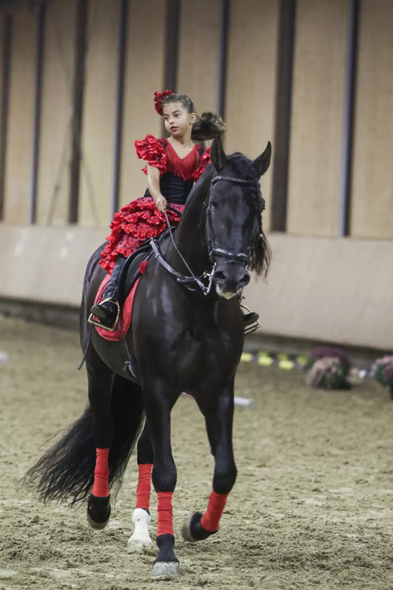 Finala Salonul Calului 5