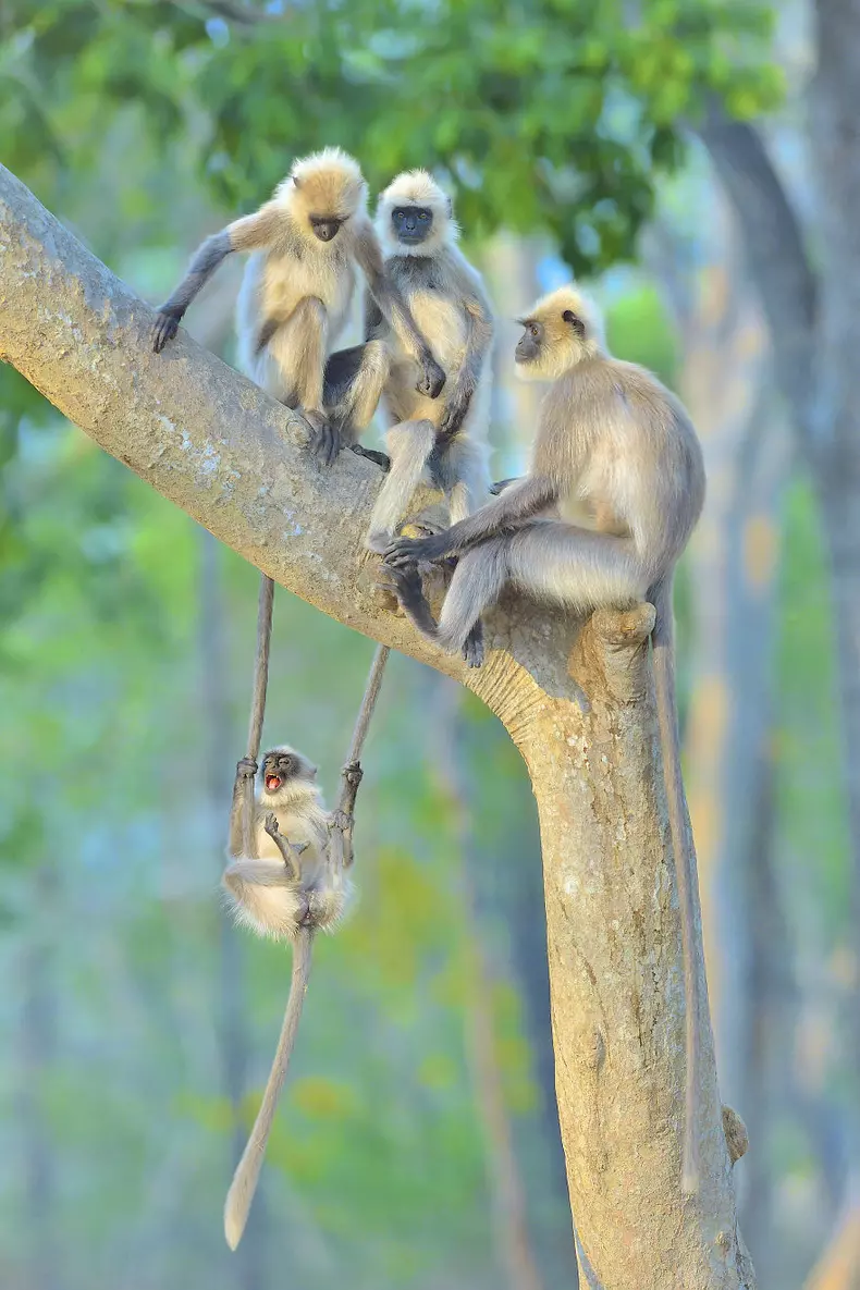 Comedy Wildlife Photography Awards 2020