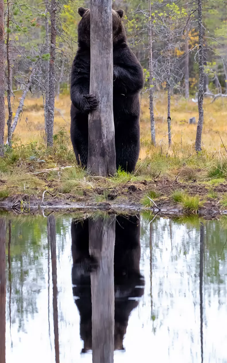 Comedy Wildlife Photography Awards 2020