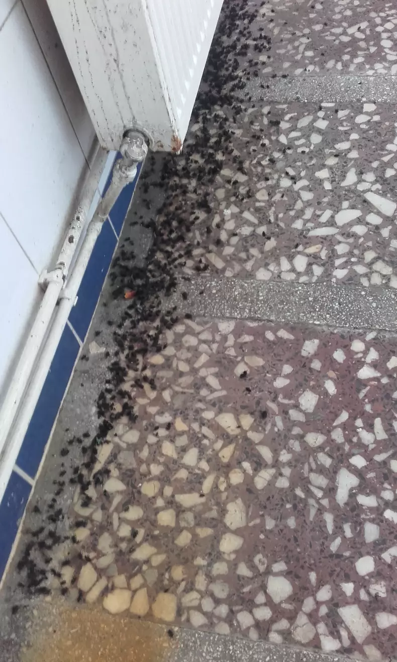 abator mizerabil (10)