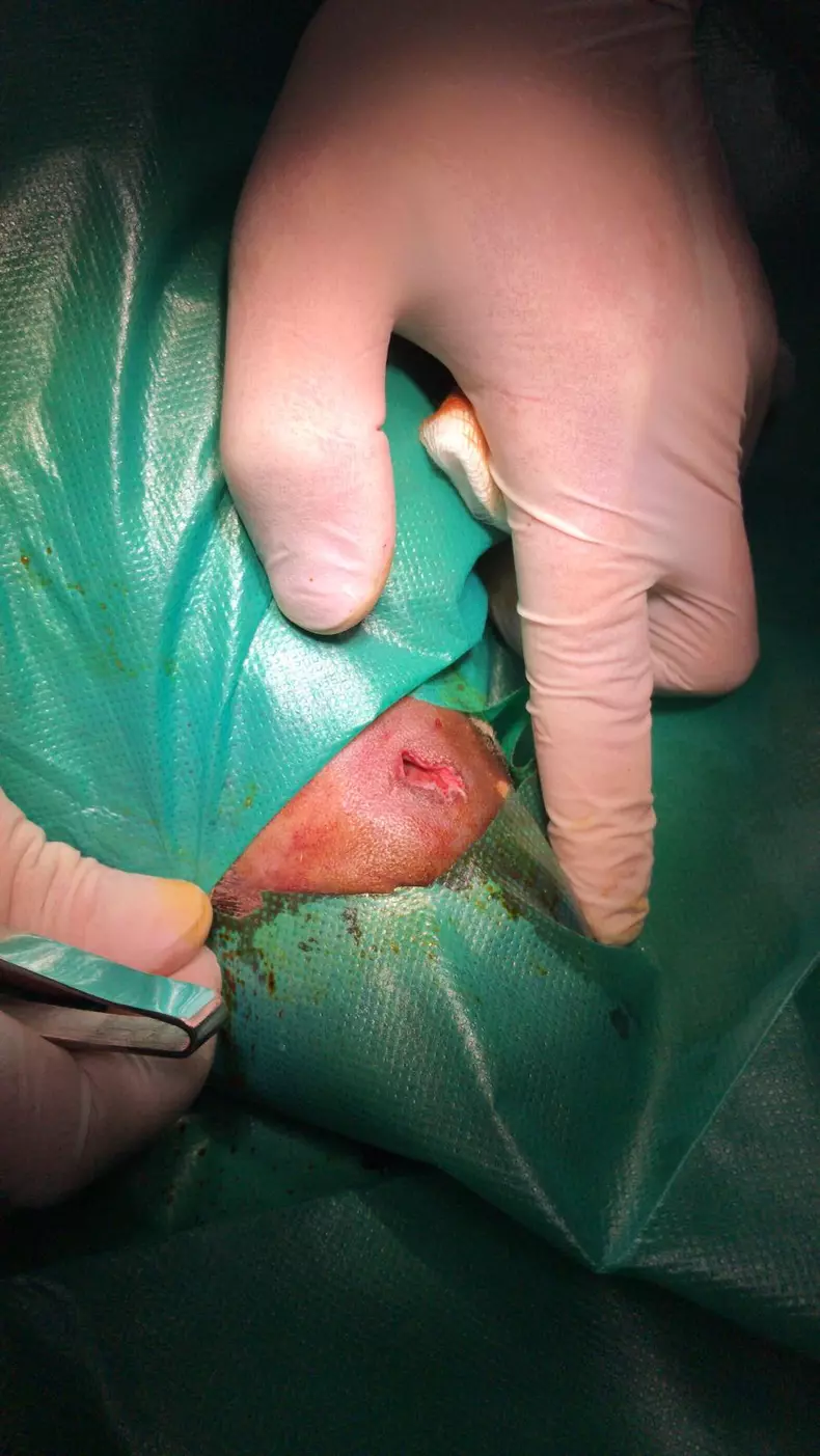 Interventie operatie caine (1)