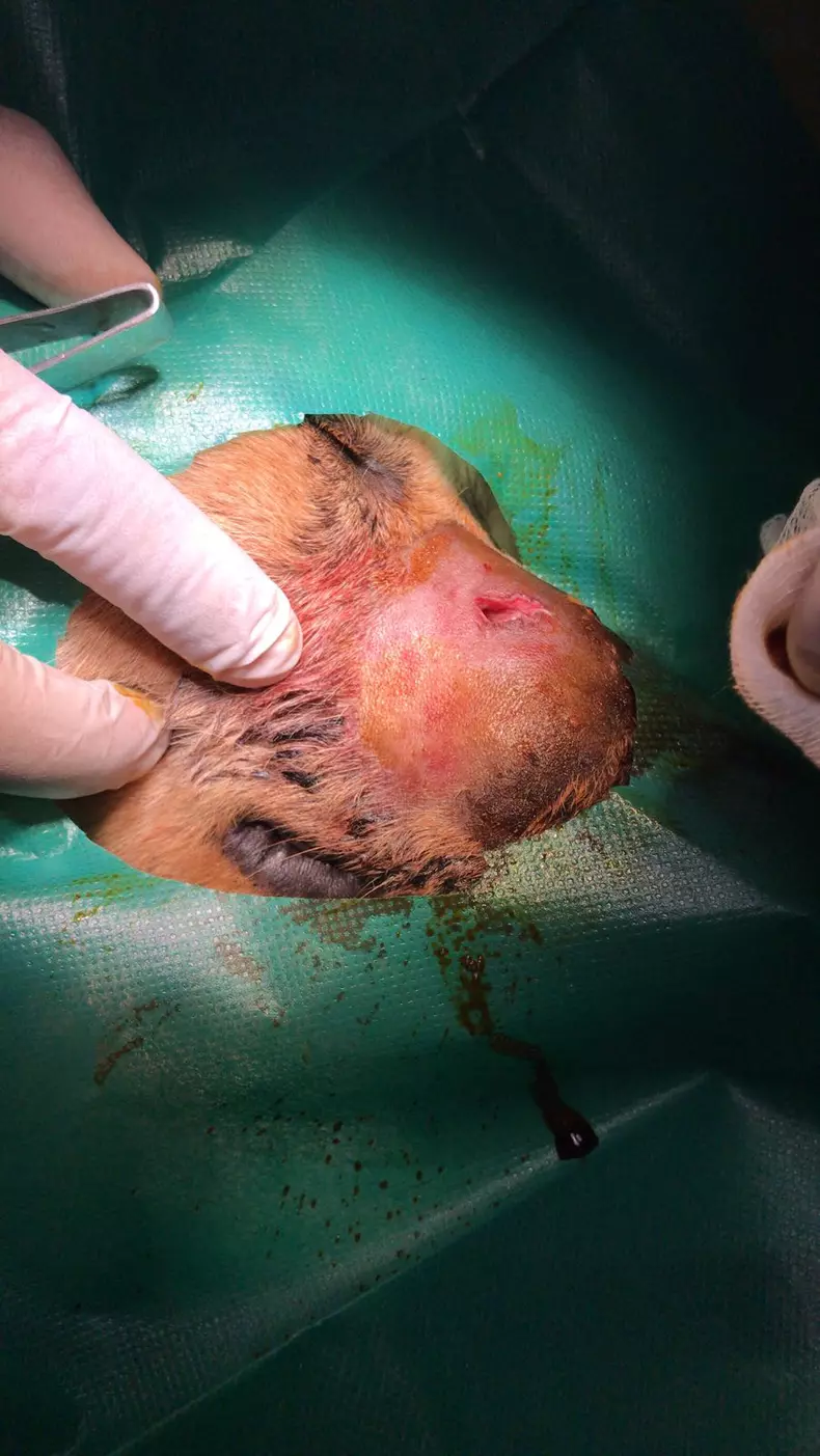 Interventie operatie caine (3)