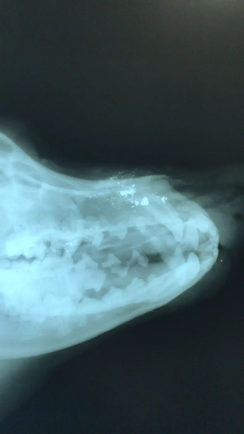 Radiografii caine impuscat (2)