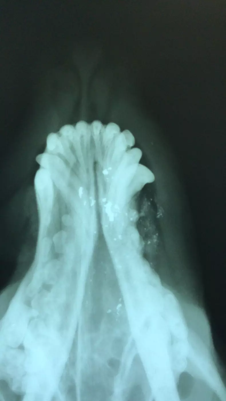 Radiografii caine impuscat (3)