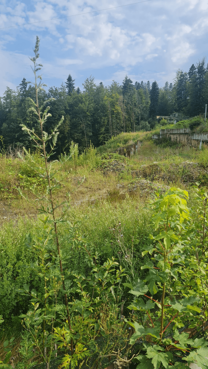 nordis sinaia 5