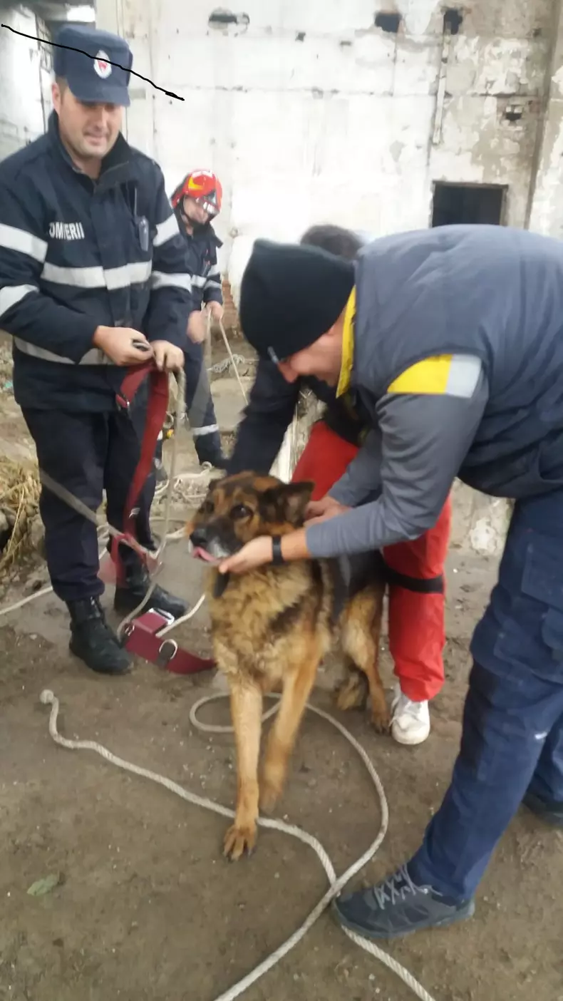 VIDEO&FOTO/ Ciobanesc german salvat după o săptămână de pompierii vrânceni dintr-un bazin adânc de 8 metri. Bobiță a lătrat disperat zi și noapte până a fost auzit