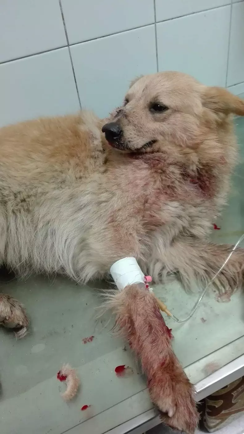 Caine impuscat constanta (2)