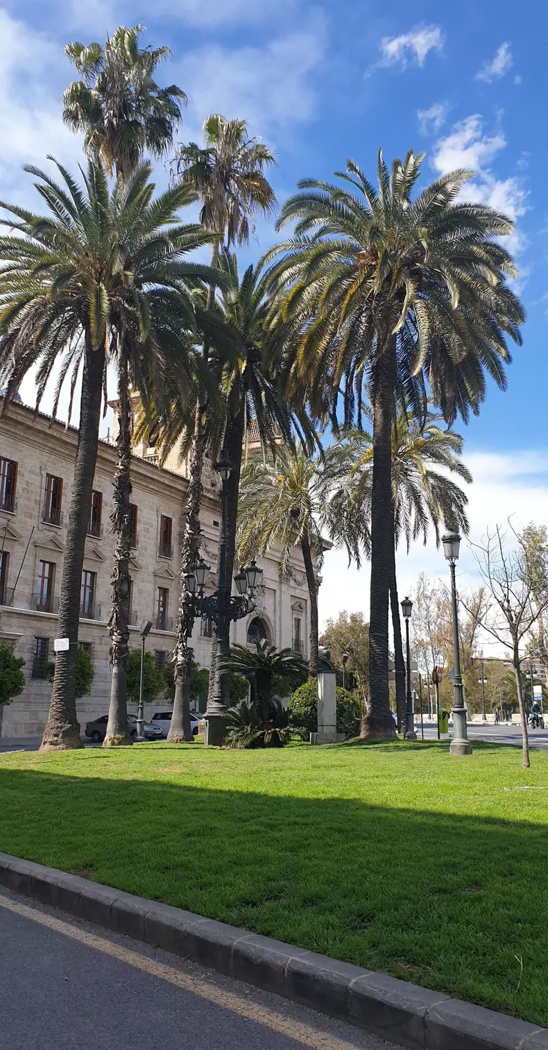 Palmieri în centrul Valenciei