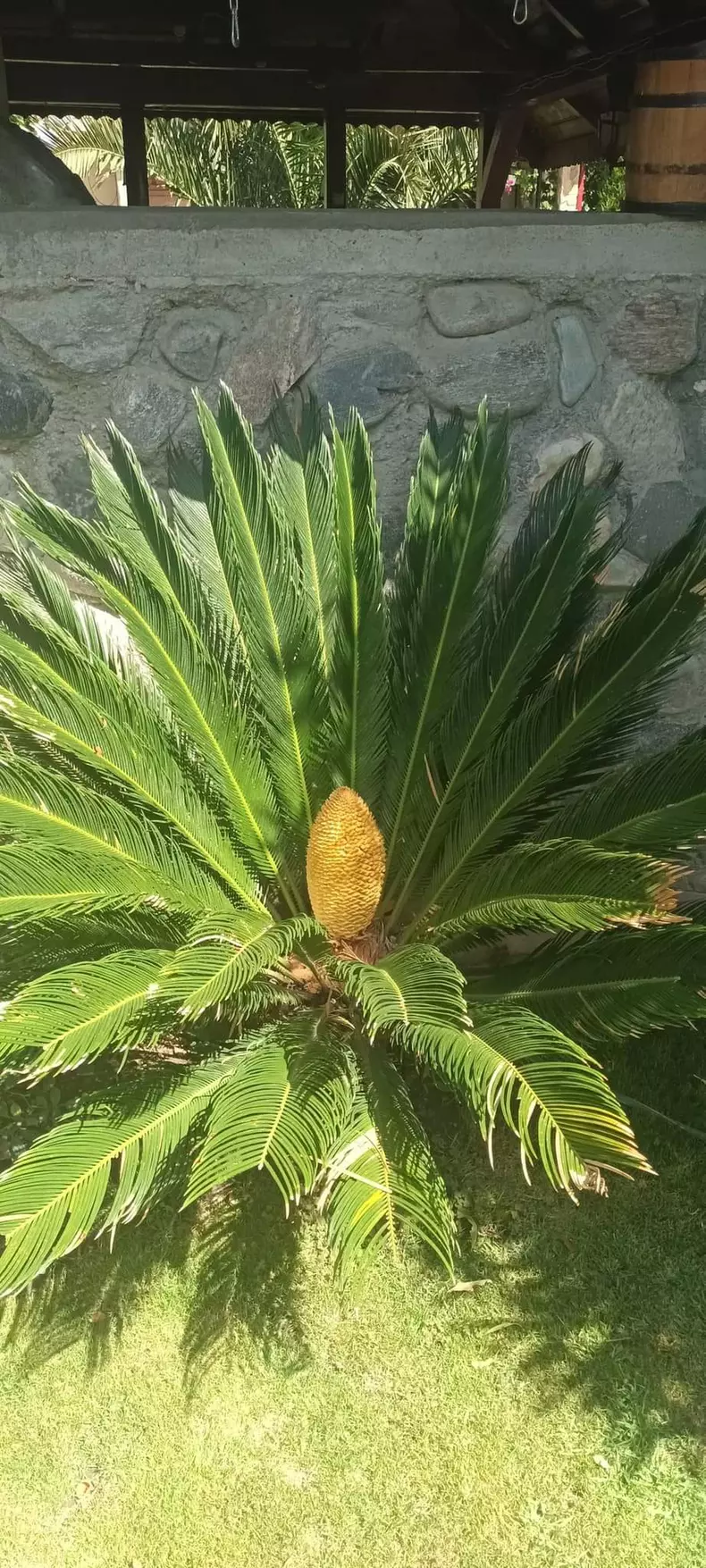 4503043038167732113272062861955645435325953n