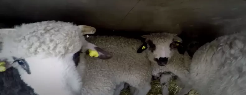 Cum sunt transportați mieii înainte de Paști