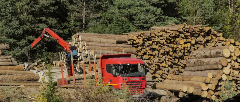 defrisari paduri romania (4)