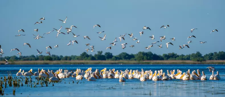 Birdwatching,In,Danube,Delta.,The,Great,White,Pelican,Colony,At