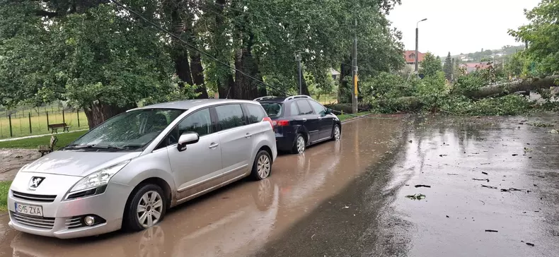 Un plop despre care a scris Mihai Eminescu, vechi de 150 de ani, s-a prăbușit din cauza furtunii (02)