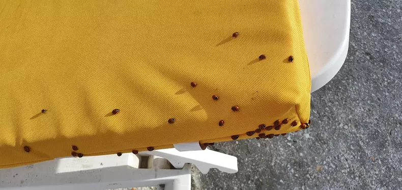 buburuze_litoral_mamaia___1 (12)