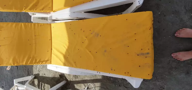 buburuze_litoral_mamaia___1 (3)