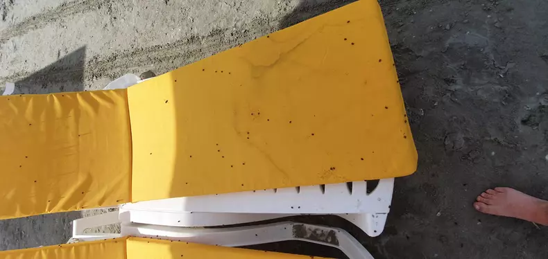 buburuze_litoral_mamaia___1 (5)