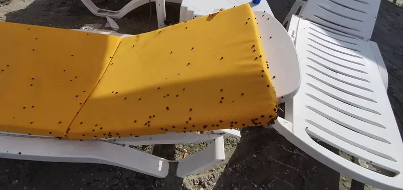 buburuze_litoral_mamaia___1 (7)