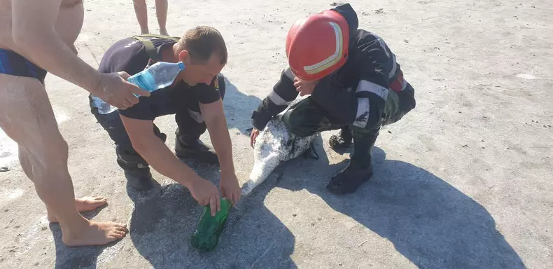 Lebădă blocată în nămolul din Lacul Sărat, salvată de pompieri FOTO: ISU Brăila
