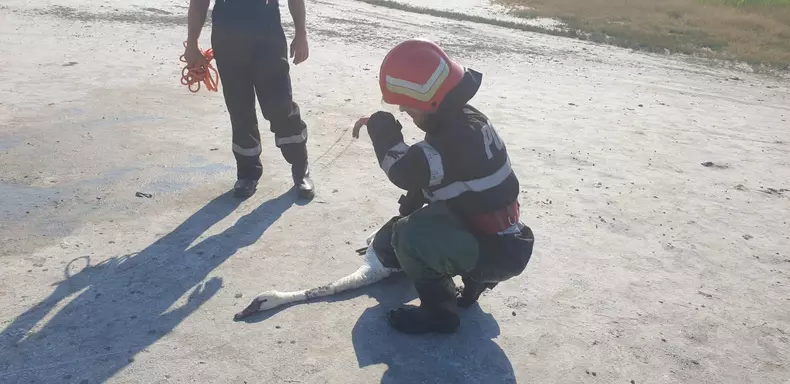 Lebădă blocată în nămolul din Lacul Sărat, salvată de pompieri FOTO: ISU Brăila