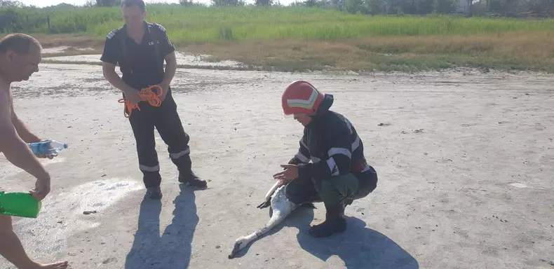 Lebădă blocată în nămolul din Lacul Sărat, salvată de pompieri FOTO: ISU Brăila