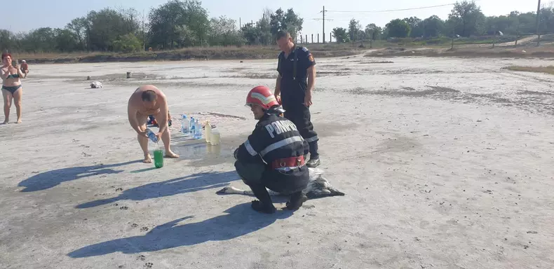 Lebădă blocată în nămolul din Lacul Sărat, salvată de pompieri FOTO: ISU Brăila