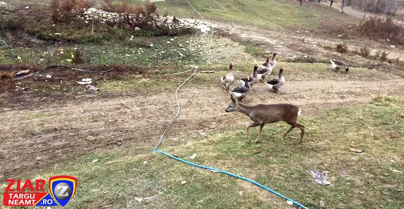 pui caprioara adoptat3