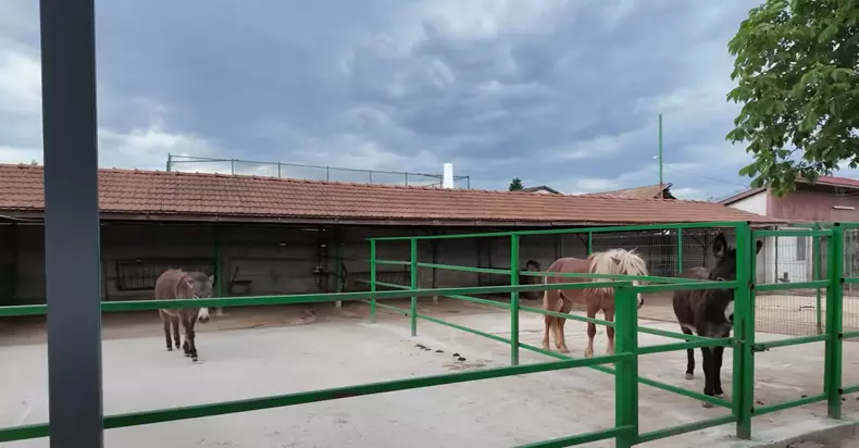 imagini casă Nuțu Cămătaru (20)