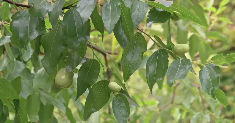 curmale chinezesti horticultura