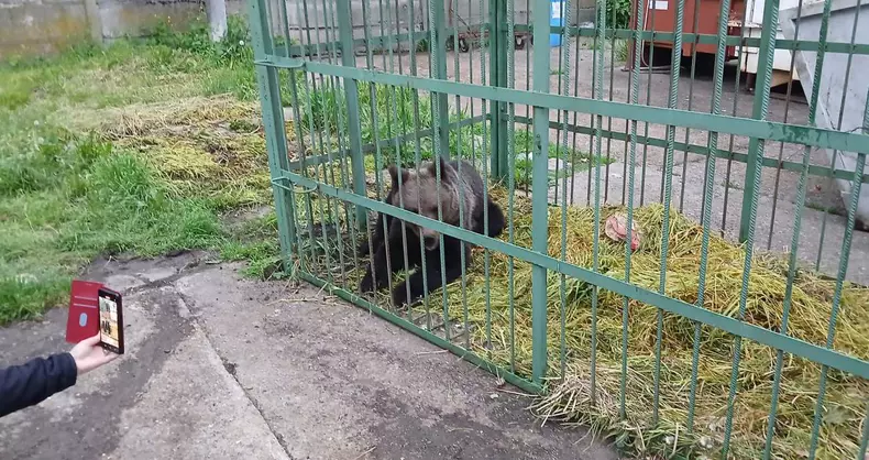 Momentul în care un urs este tranchilizat după ce a fost prins de polițiști într-o cușcă, în Câmpina. Nu se știe unde va fi dus (3)