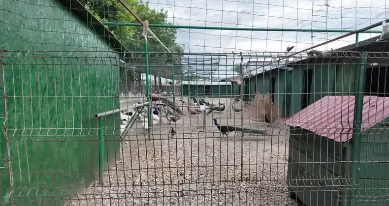 imagini casă Nuțu Cămătaru (27)