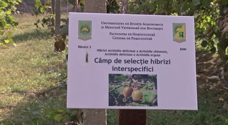 kiwi de romania 3