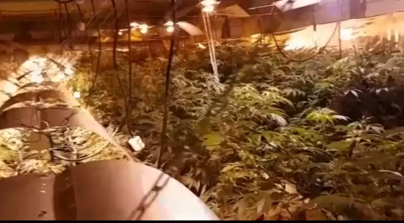 cultursa canabis bucuresti 1