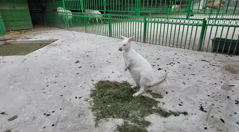 imagini casă Nuțu Cămătaru (24)