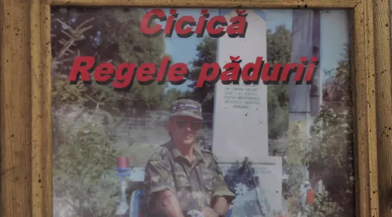 cicica poza regele padurii