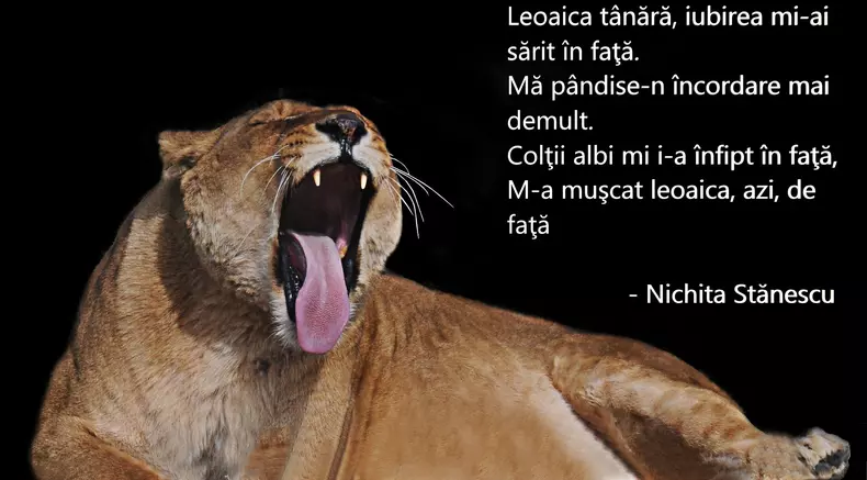 Poezii de Nichita Stănescu - Leoaică tânără, iubirea
