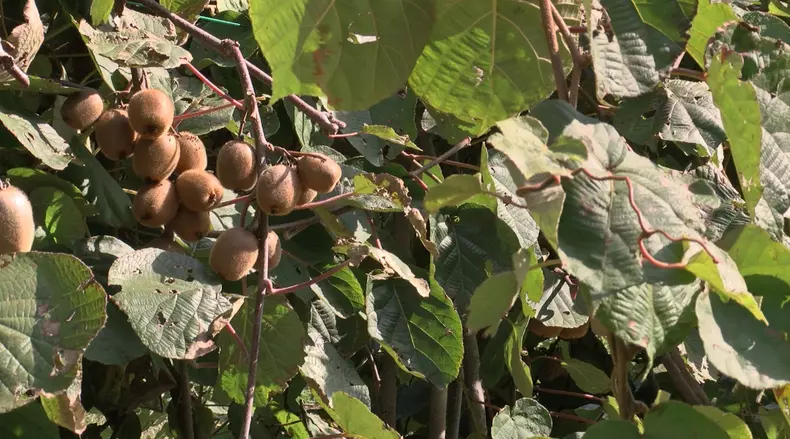 kiwi de romania 2