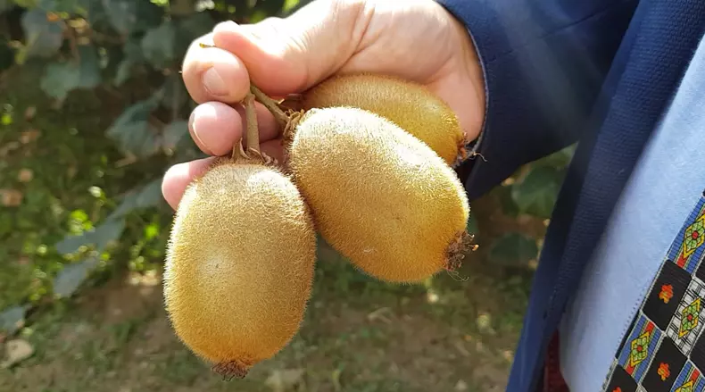 kiwi de romania