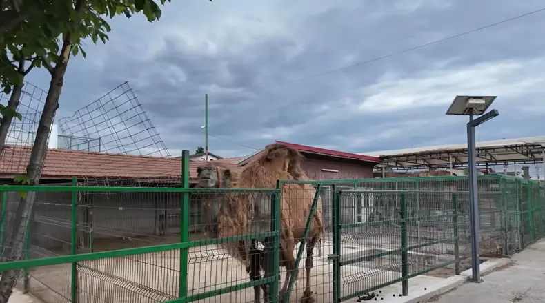 imagini casă Nuțu Cămătaru (19)