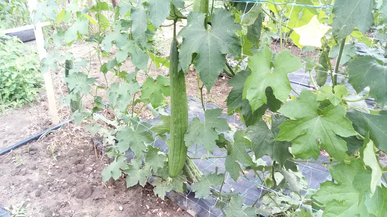 Afacere cu bureți lufa (foto Facebook Bureti Naturali)