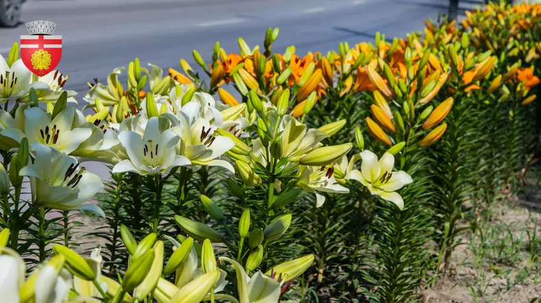 3558981446666701188111816630219012958764341n