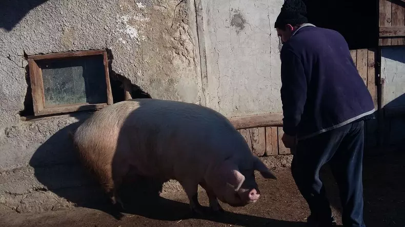 superporco__15_.jpg