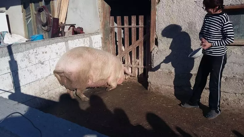 superporco__31_.jpg