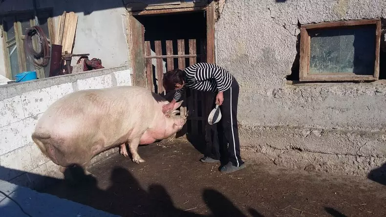 superporco__38_.jpg