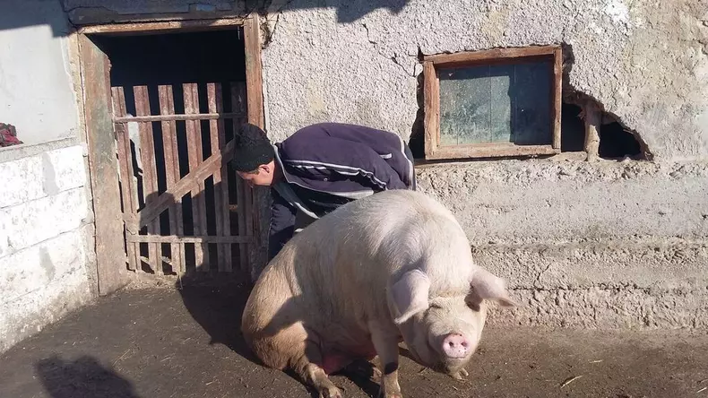 superporco__47_.jpg